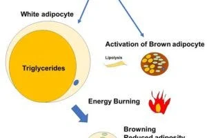 The study found that SerpinA1 helps activate mitochondria in both white and brown fat cells, promoting the "browning" of fat tissue, which boosts energy burning and reduces fat accumulation.