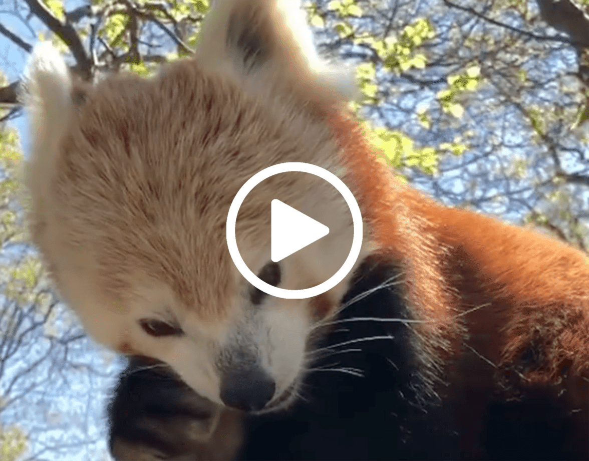 red panda with play button