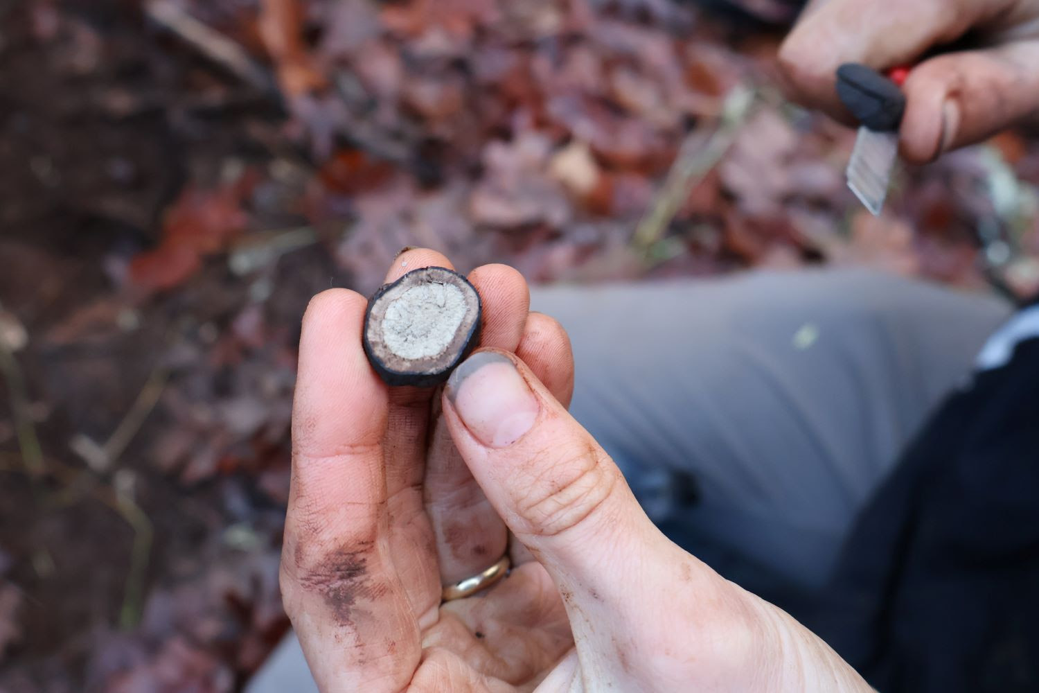 a truffle cut open with grey inside