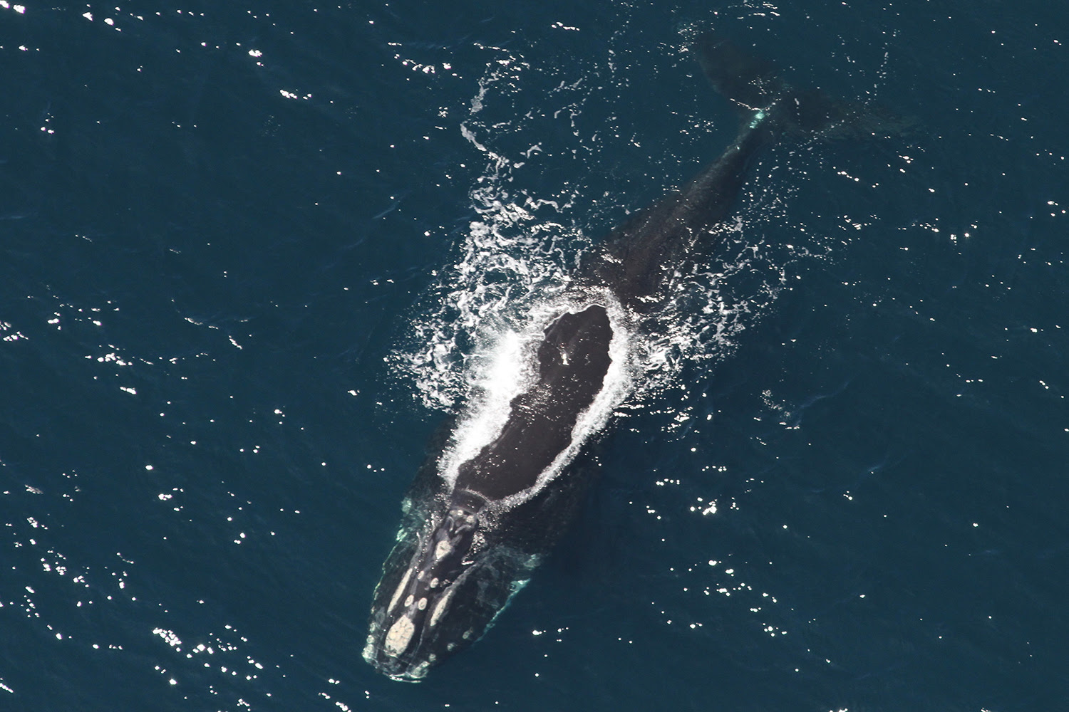 A North Atlantic right whale swims at the surface of the ocean.