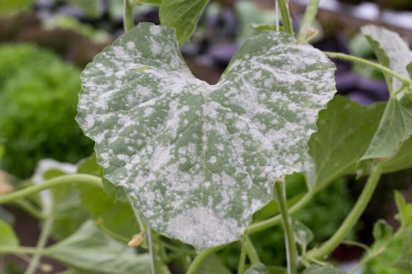 Powdery mildew on squash leaf