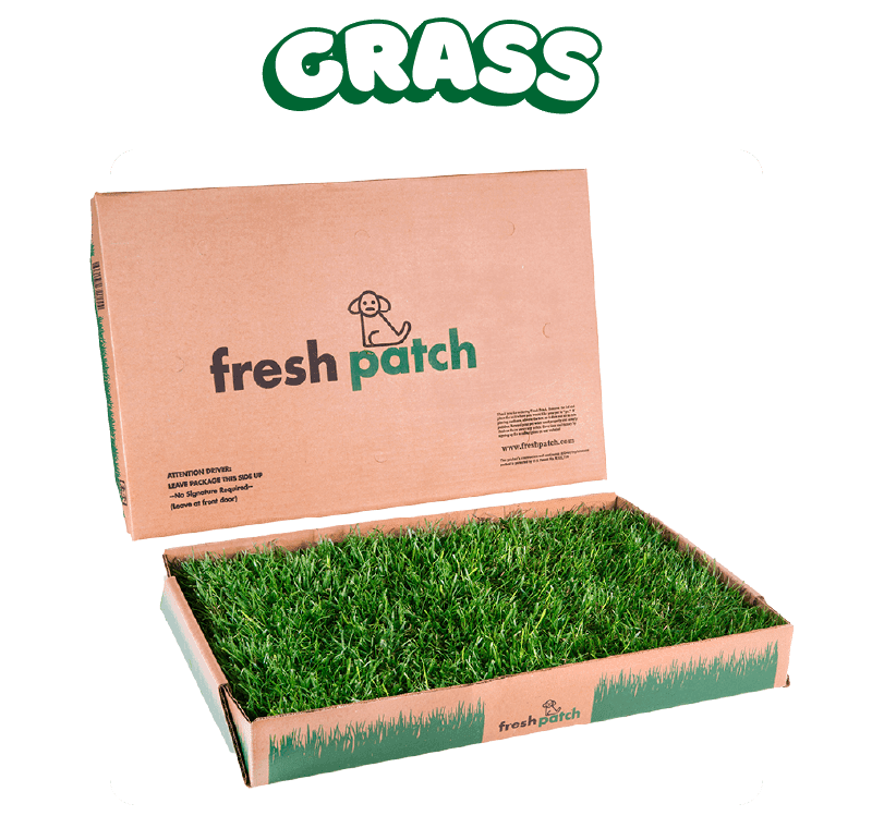 Grass