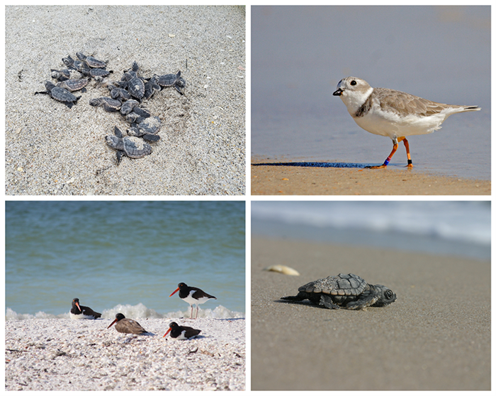 CW from top L: Loggerhead hatchlings; piping plover; loggerhead hatchling; American oystercatchers. FWC images.