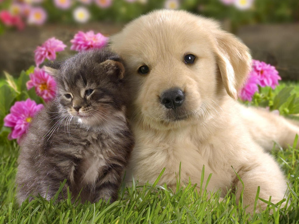 Photo of sad kitten and puppy.