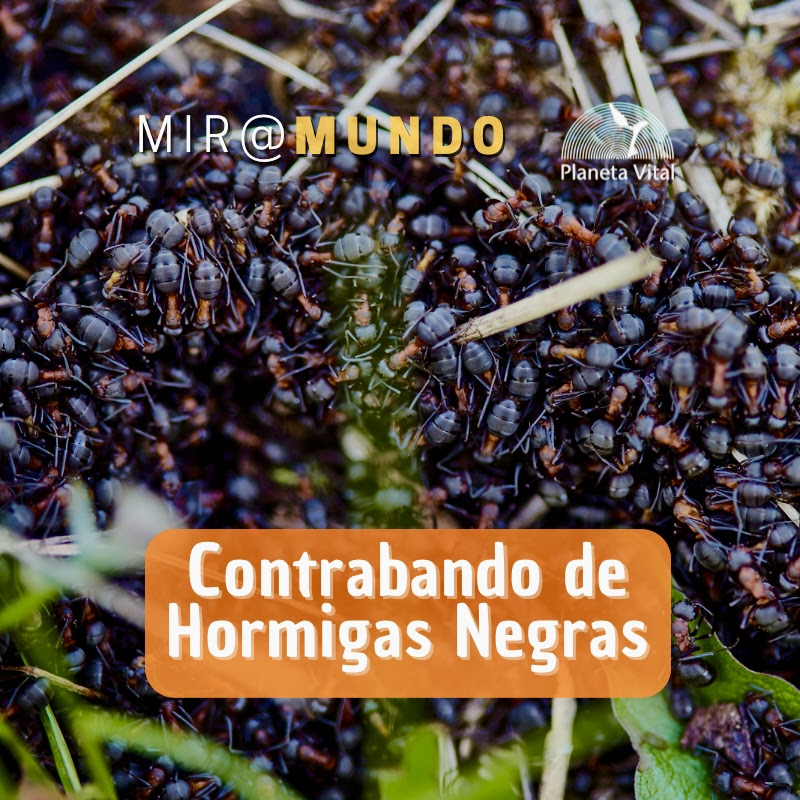 Portada Hormigas Miramundo