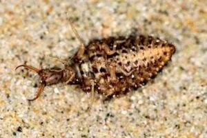 An antlion larva (Euroleon nostras) playing dead