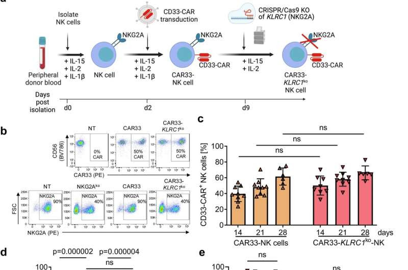 Research into new therapies: How the body's natural killer cells could fight leukemia