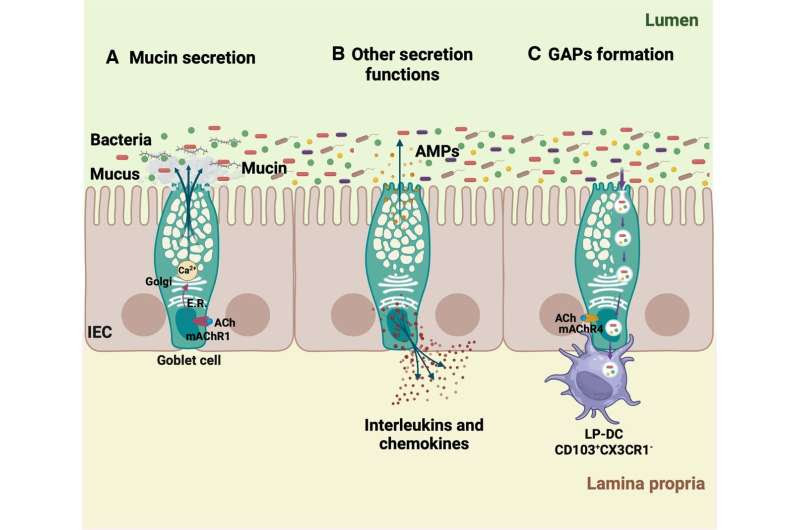 Goblet cells could be the guardians of the gut