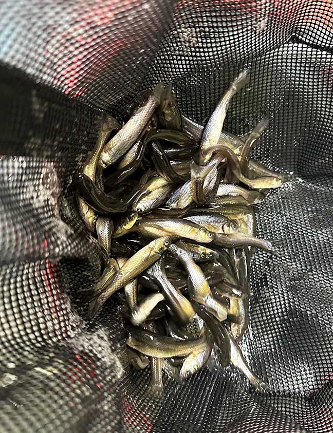 Hazy Eye Shad Tandem Rig Coming on Strong — 151 Fish, 25 Nov