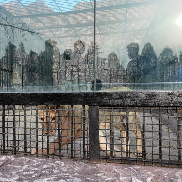 A lion paces inside an enclosure fronted by a fence and glass 