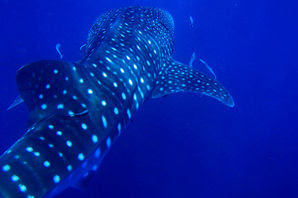 Micronesia diving