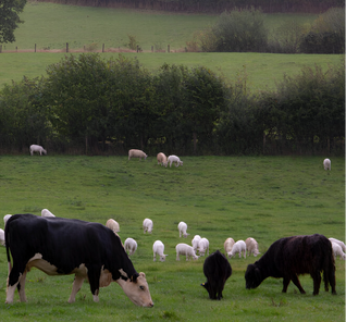 Campagne Agroforesterie