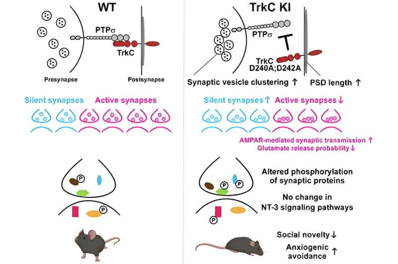 A new target for anxiety disorders