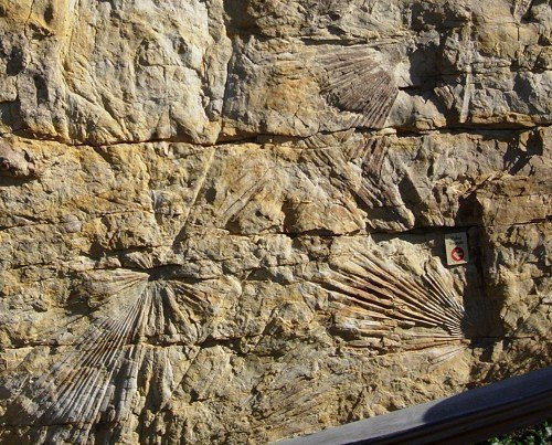photo of polystrate radiating spines