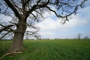 Agroforestry scheme in Cheshire