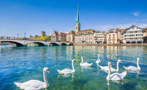 Swan Group Limmat River Townscape Zurich