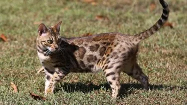 Bengal Cat With Glitter Trait