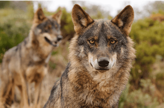 Denuncian la falta de medidas contra el furtivismo y cuestiona la fiabilidad de los datos sobre las manadas en el Plan de Gestión del Lobo en Euskadi