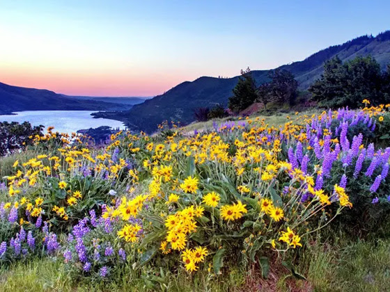 Colorful flowers and a mountain backdrop. © Gary Grossman-TNC Photo Contest 2019