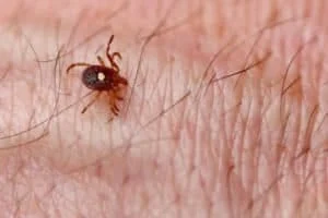 tick