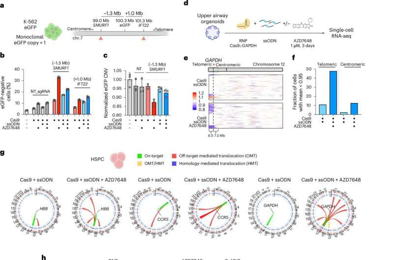 Serious side effect of using CRISPR-Cas gene scissors uncovered: Molecule can destroy parts of genome