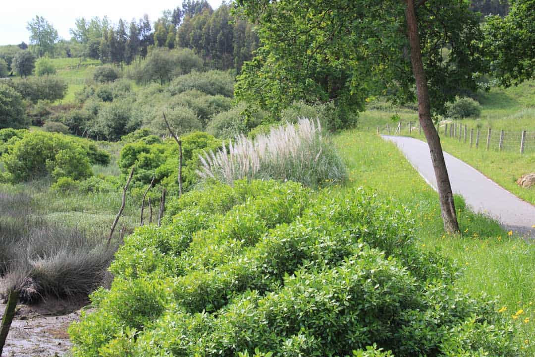 Las plantas invasoras cubren Cantabria