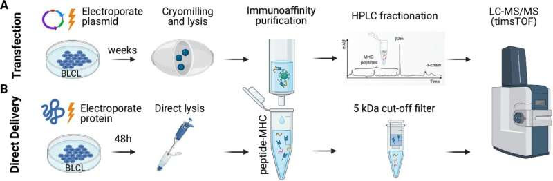 Newly discovered COVID vaccine targets may last longer