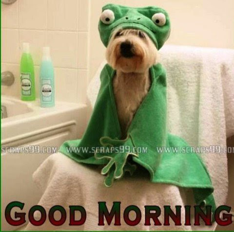 Good-Morning-Frog-Dog