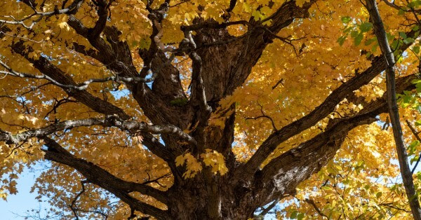 A large, branching tree with golden fall leaves.