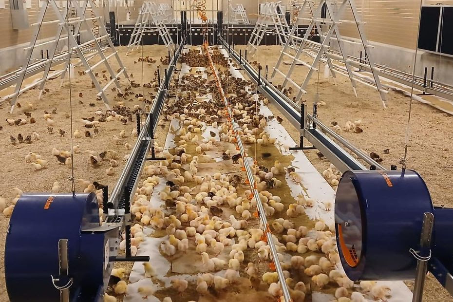 20 000 euros pour sauver une poule : un conservatoire fait revivre les races d'antan