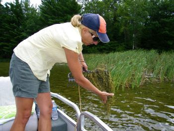 A woman bends over the side of a pontoon boat to hold a rake head full of aquatic plants pulled from the water.