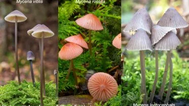 Mycena Mushrooms With Massive Gene Duplications