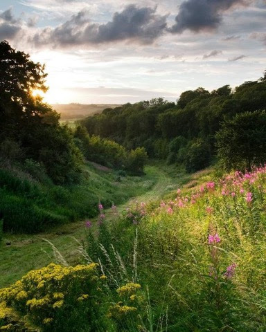 Flowers-Mountain-side