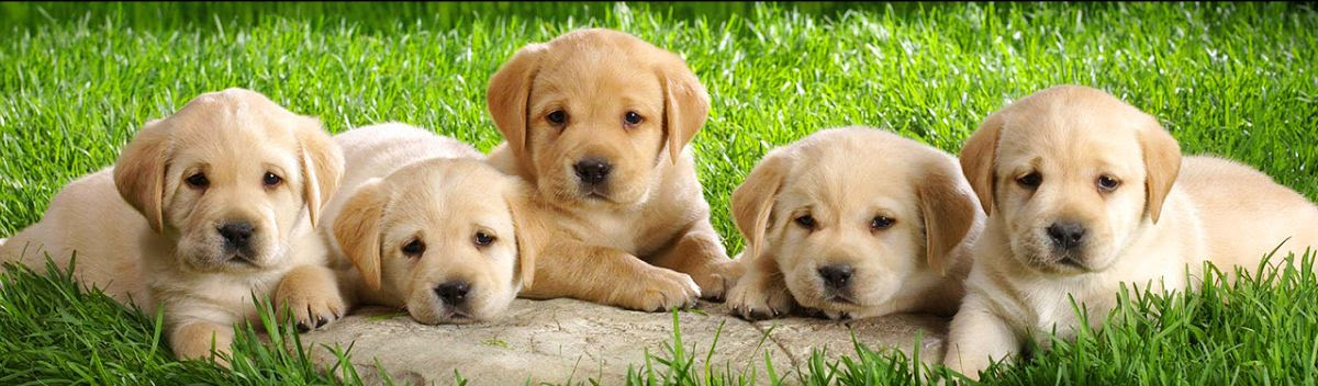 Banner of sad puppies.