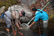 Two people from the Penobscot Nation’s Department of Natural Resources release Atlantic salmon into a stream