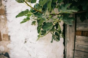 A fig tree laden with figs standing next to an old wall and wooden door.