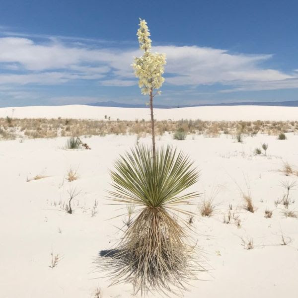 A landscape of ivory-colored sand and blue skies with white clouds and a plant with green spiky leaves and a tall stalk with flowers in the foreground