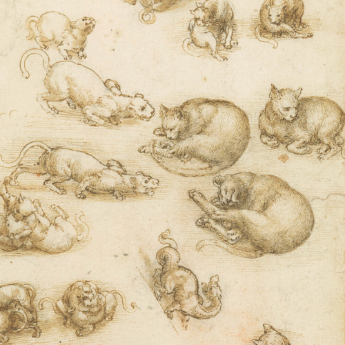 'Cats, Lions and a Dragon' by Leonardo da Vinci