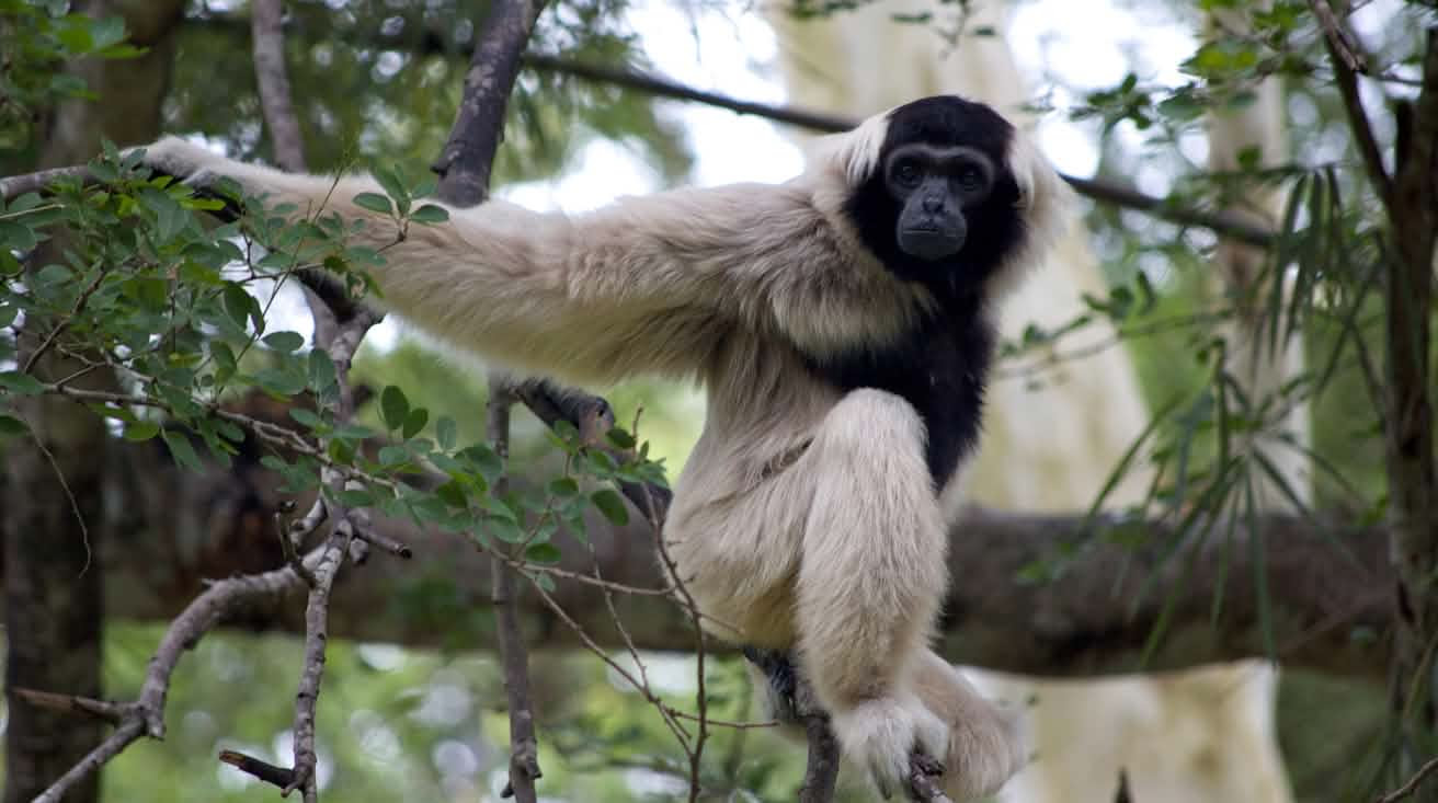 Pileated gibbon (hylobates pileatus)