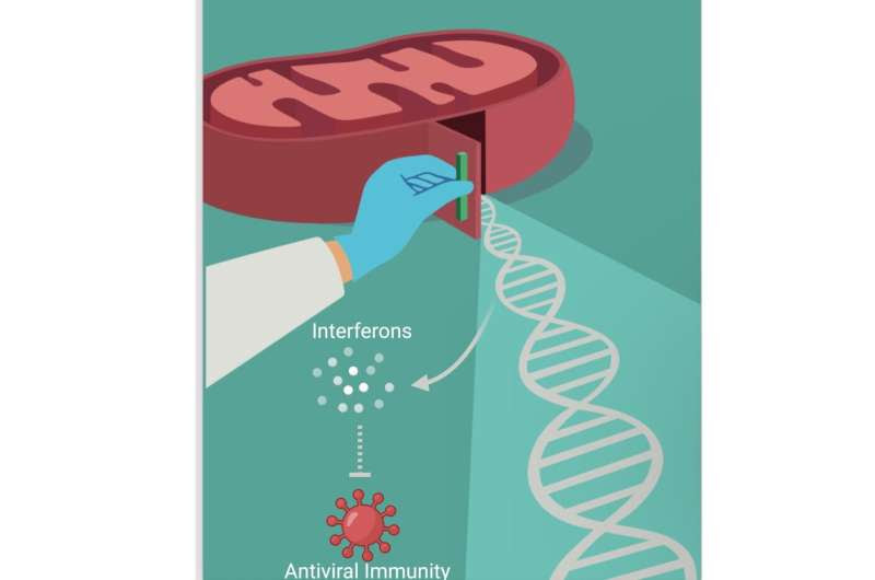 "Two for the price of one" – Trinity scientists discover new process to drive anti-viral immunity