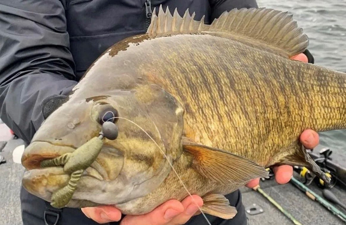 smallmouth bass on GLF Snack Craw