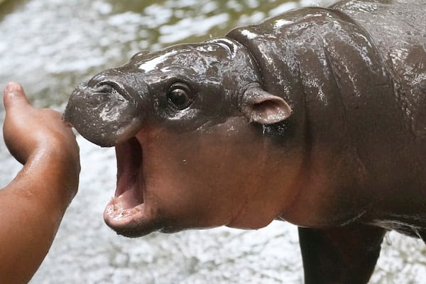 Two-month-old baby hippo Moo Deng in the Khao Kheow Open Zoo in Chonburi province, Thailand. AP