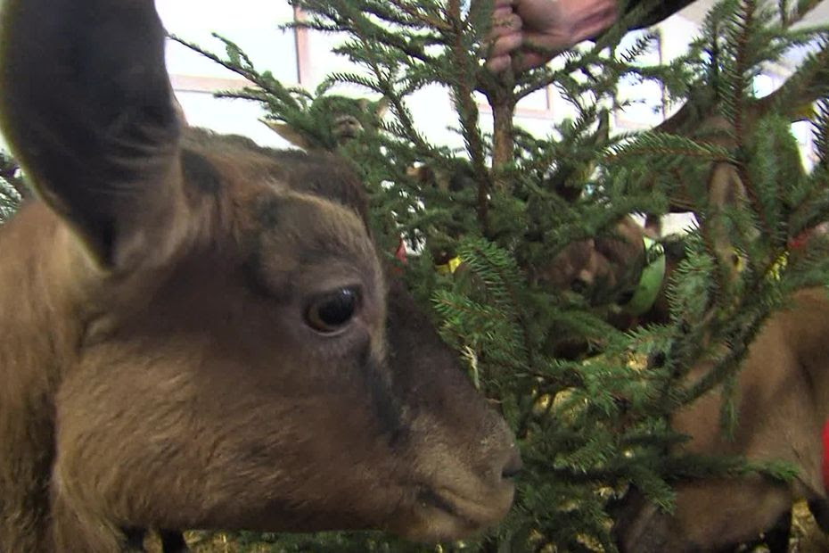 'Ça leur rappelle un peu l'été' : quand des chèvres se régalent avec votre sapin de Noël en Savoie