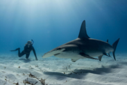 Kelsey swimming with a great hammerhead in Bimini, Bahamas while she was volunteering at the Bimini Biological Field Station Foundation