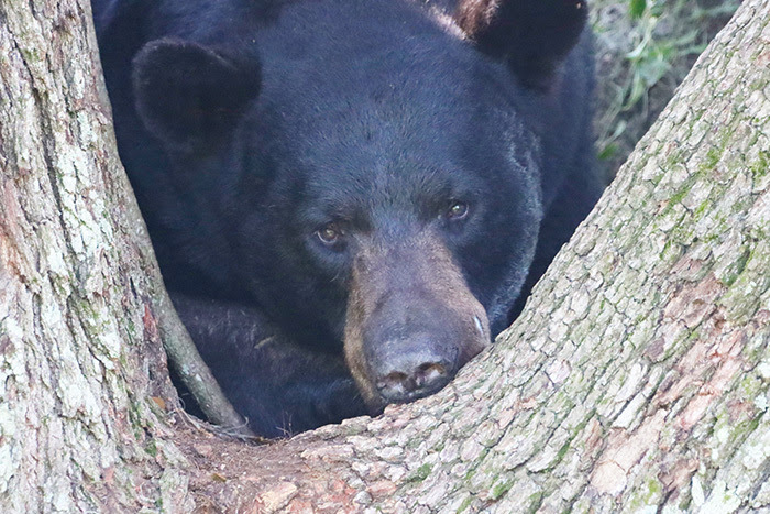 closeup of bear in tree