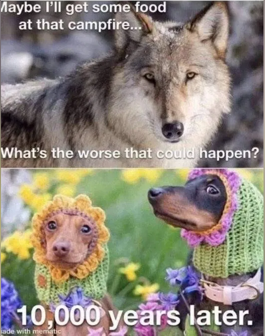 Meme about wolves turning into dogs.