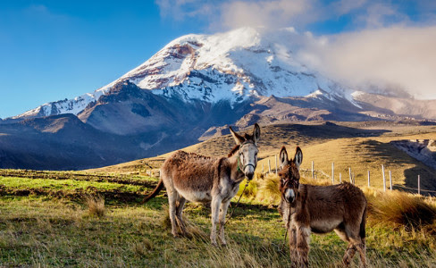 Pair Donkeys Snowcapped Volcano Ecuador