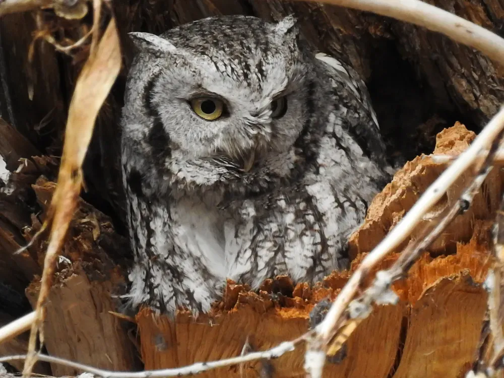 An Eastern screech owl in a hollowed out tree. On one of our drives on backroads with our daughter, we were watching the trees for owls. I noticed this gray color in this reddish tree and was pleasantly surprised at the occupant.