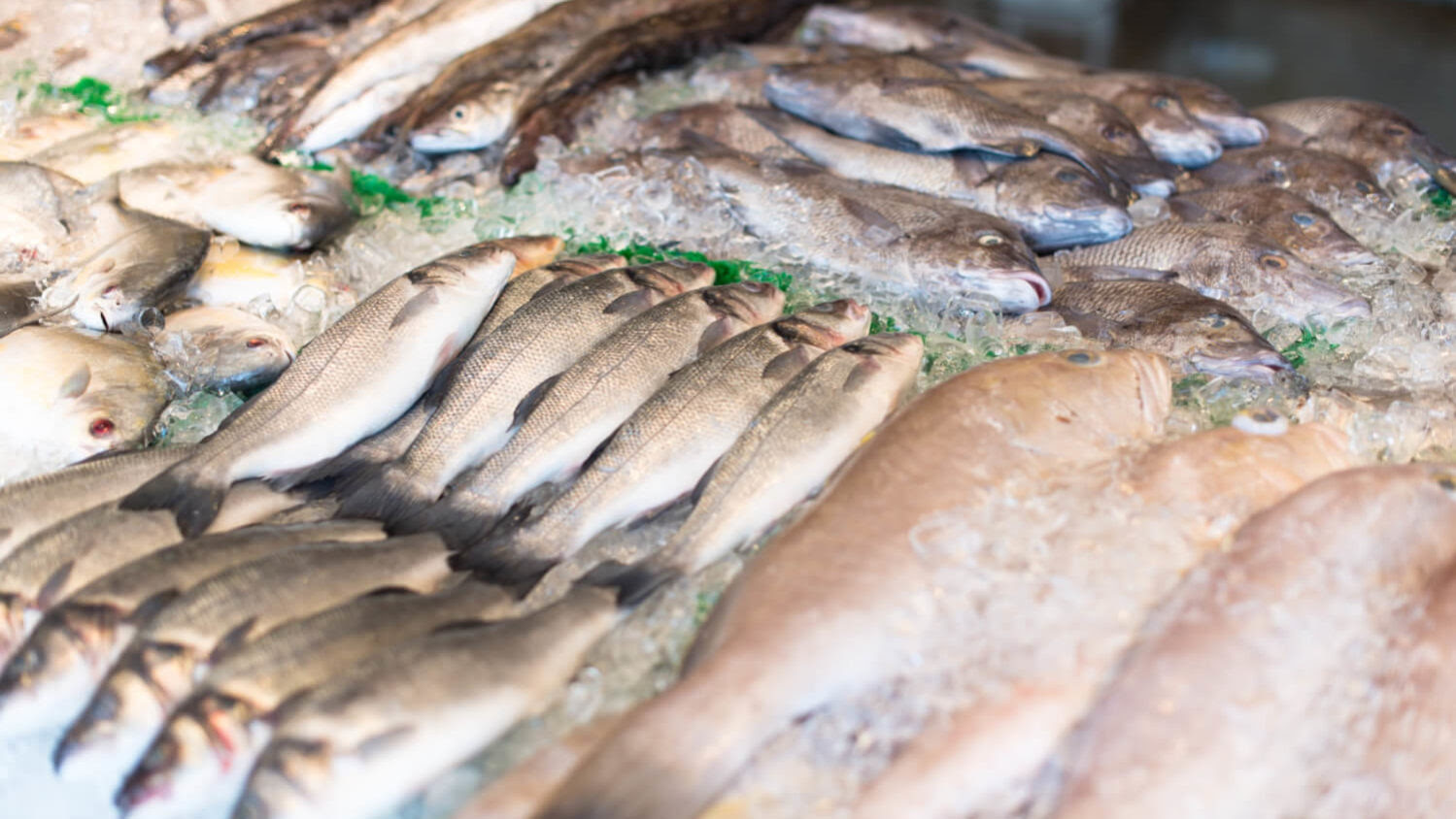 Contaminação por mercúrio: consumo excessivo de peixes carnívoros pode trazer riscos