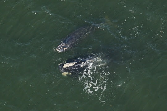 Right whale mother and calf at the surface